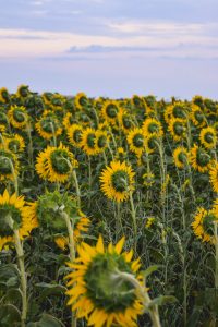 Gorgeous sunset over the sunflower field