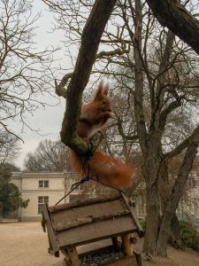 Squirel at the Lazienki Park in Warsaw