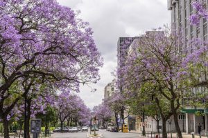 The Jacaranda trees paint Lisbon of purple during the Spring