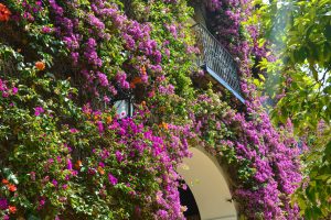 Spring travel in Seville is a dream as the city turns into a garden filled with beautiful flowers
