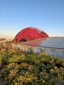 The rooftop of the University of Warsaw Library hides secrets perfect to explore in the Spring