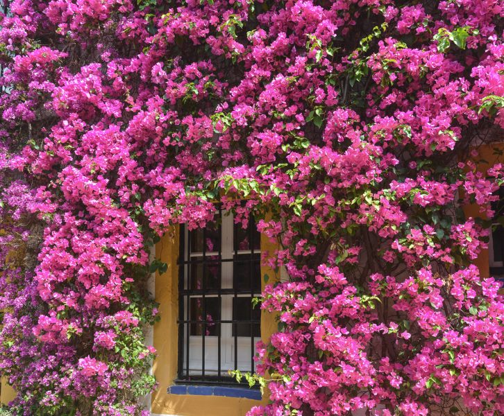 Spring travel in Seville is a dream as the city turns into a garden filled with beautiful flowers