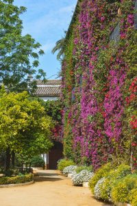 Flowers are one of the main Seville attractions specially in the Spring