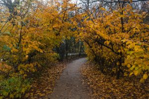 Autumn feelings and colors in a Park in Amsterdam
