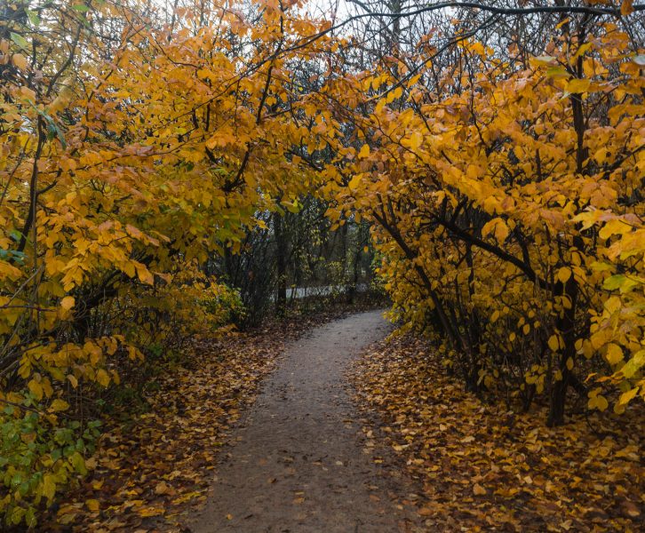 Autumn feelings and colors in a Park in Amsterdam