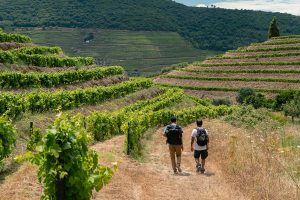 Hiking the Douro Valley allows you to appreciate this region fully