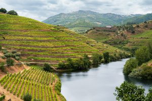 Quinta do Tedo has implemented organic practices for wine production
