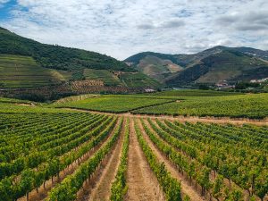 The wine terraces of the Douro Valley are mesmerizing